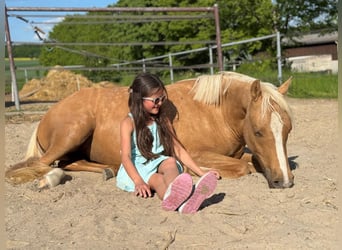 Duitse rijpony, Merrie, 2 Jaar, 140 cm, Falbe