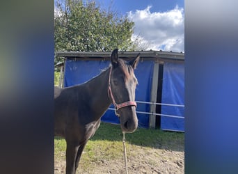 Duitse rijpony, Merrie, 2 Jaar, 140 cm, Zwart