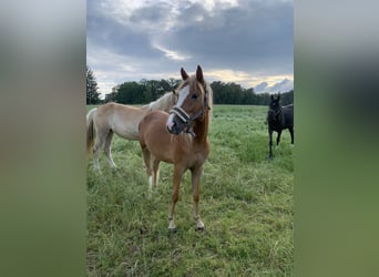 Duitse rijpony, Merrie, 2 Jaar, 143 cm