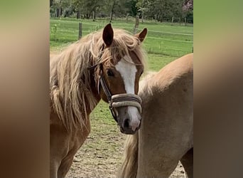 Duitse rijpony, Merrie, 2 Jaar, 143 cm