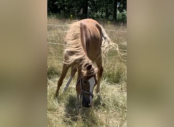 Duitse rijpony, Merrie, 2 Jaar, 143 cm, Palomino