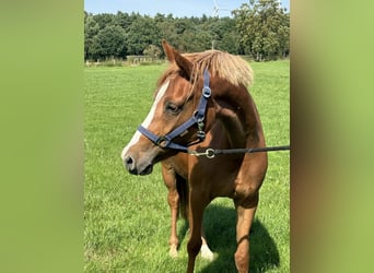 Duitse rijpony, Merrie, 2 Jaar, 143 cm, Vos