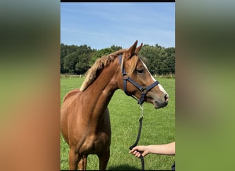 Duitse rijpony, Merrie, 2 Jaar, 143 cm, Vos