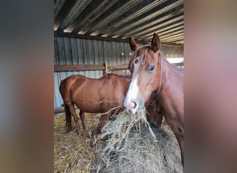 Duitse rijpony, Merrie, 2 Jaar, 143 cm, Vos