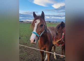 Duitse rijpony, Merrie, 2 Jaar, 143 cm, Vos