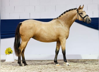 Duitse rijpony, Merrie, 2 Jaar, 144 cm, Falbe