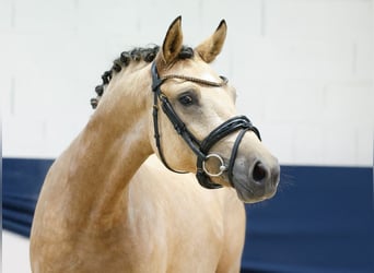 Duitse rijpony, Merrie, 2 Jaar, 144 cm, Falbe