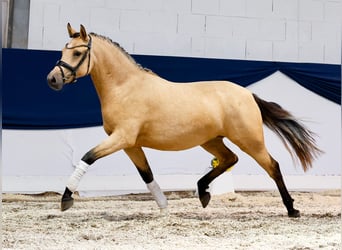Duitse rijpony, Merrie, 2 Jaar, 144 cm, Falbe