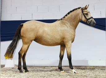 Duitse rijpony, Merrie, 2 Jaar, 144 cm, Falbe