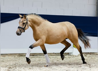 Duitse rijpony, Merrie, 2 Jaar, 144 cm, Falbe