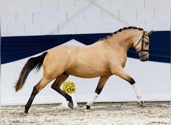 Duitse rijpony, Merrie, 2 Jaar, 144 cm, Falbe