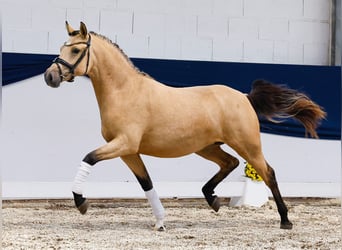 Duitse rijpony, Merrie, 2 Jaar, 144 cm, Falbe