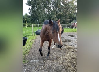 Duitse rijpony, Merrie, 2 Jaar, 145 cm, Bruin