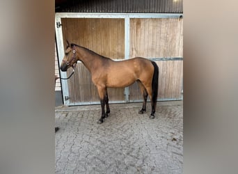 Duitse rijpony, Merrie, 2 Jaar, 145 cm, Buckskin
