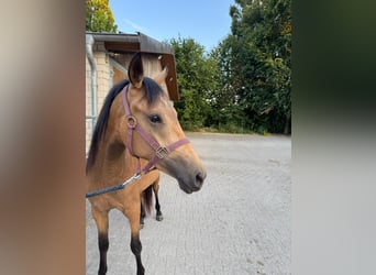 Duitse rijpony, Merrie, 2 Jaar, 145 cm, Buckskin