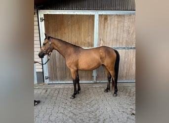 Duitse rijpony, Merrie, 2 Jaar, 145 cm, Buckskin