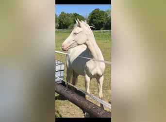 Duitse rijpony, Merrie, 2 Jaar, 145 cm, Cremello