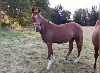 Duitse rijpony, Merrie, 2 Jaar, 145 cm, Vos