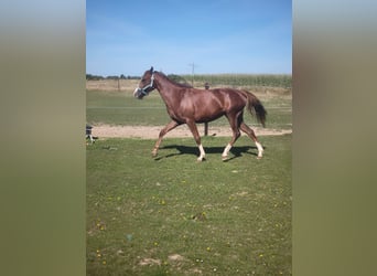 Duitse rijpony, Merrie, 2 Jaar, 145 cm, Vos