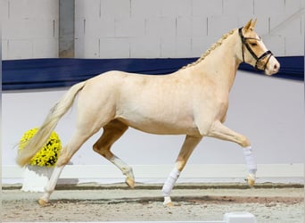 Duitse rijpony, Merrie, 2 Jaar, 146 cm, Palomino