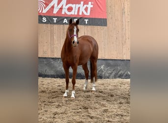 Duitse rijpony, Merrie, 2 Jaar, 146 cm, Vos