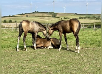 Duitse rijpony, Merrie, 2 Jaar, 147 cm