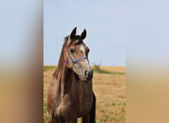 Duitse rijpony, Merrie, 2 Jaar, 147 cm, kan schimmel zijn