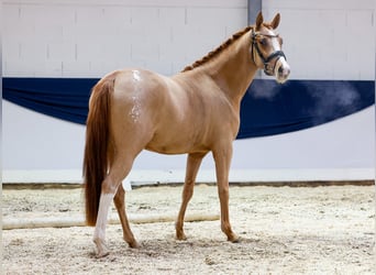 Duitse rijpony, Merrie, 2 Jaar, 147 cm, Vos