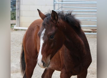 Duitse rijpony Mix, Merrie, 2 Jaar, 148 cm, Bruin