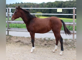 Duitse rijpony Mix, Merrie, 2 Jaar, 148 cm, Bruin