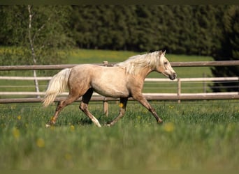 Duitse rijpony, Merrie, 2 Jaar, 148 cm, Palomino