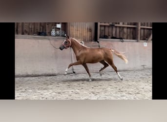 Duitse rijpony, Merrie, 2 Jaar, 148 cm, Vos