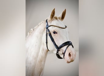 Duitse rijpony, Merrie, 2 Jaar, 148 cm, Vos