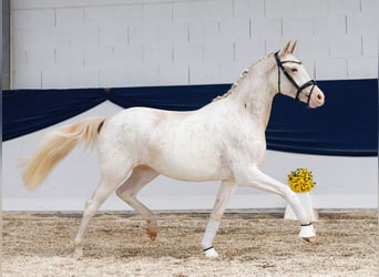 Duitse rijpony, Merrie, 2 Jaar, 148 cm, Vos