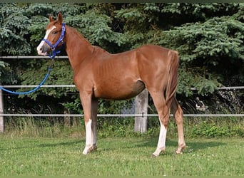 Duitse rijpony, Merrie, 2 Jaar, 150 cm, Donkere-vos