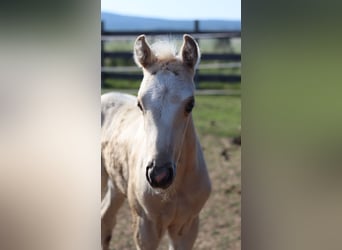 Duitse rijpony, Merrie, 2 Jaar, 150 cm, Palomino