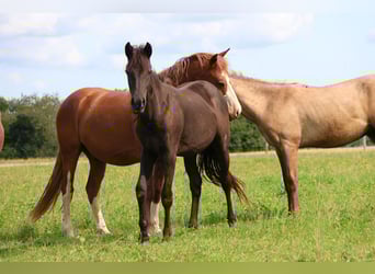 Duitse rijpony Mix, Merrie, 2 Jaar, 150 cm, Zwart