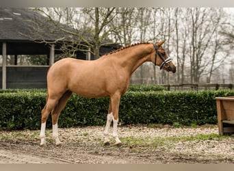 Duitse rijpony, Merrie, 2 Jaar, 152 cm, Vos