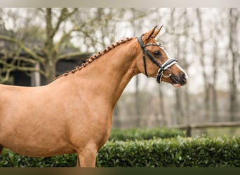 Duitse rijpony, Merrie, 2 Jaar, 152 cm, Vos