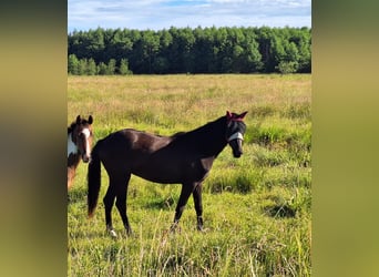 Duitse rijpony Mix, Merrie, 2 Jaar, 158 cm, Zwartbruin