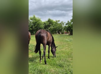 Duitse rijpony Mix, Merrie, 2 Jaar, 158 cm, Zwartbruin