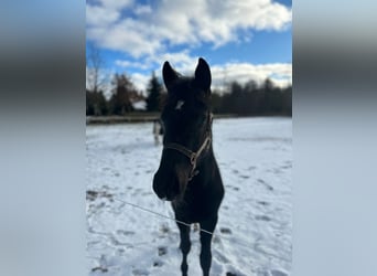 Duitse rijpony Mix, Merrie, 2 Jaar, 158 cm, Zwartbruin