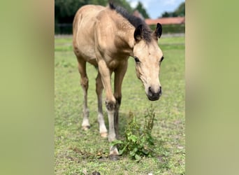 Duitse rijpony, Merrie, 2 Jaar, Buckskin