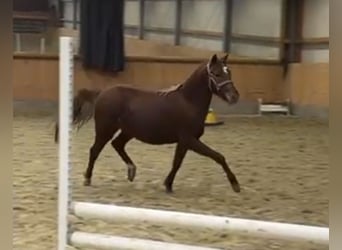 Duitse rijpony, Merrie, 2 Jaar, Donkere-vos