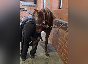 Duitse rijpony, Merrie, 2 Jaar, Donkere-vos