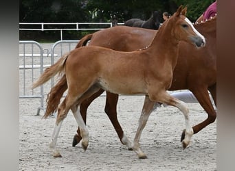 Duitse rijpony, Merrie, 2 Jaar, Vos