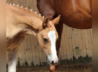Duitse rijpony, Merrie, 2 Jaar, Vos