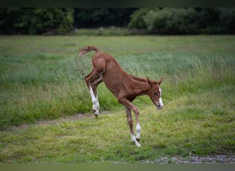 Duitse rijpony, Merrie, 2 Jaar, Vos