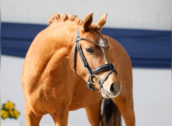 Duitse rijpony, Merrie, 3 Jaar, 133 cm, Vos