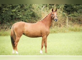 Duitse rijpony Mix, Merrie, 3 Jaar, 138 cm, Donkere-vos